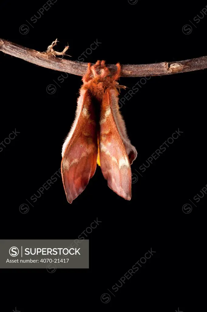 Bullseye Moth (Automeris io) showing wings expanding after emerging from cocoon. Captive, originating from North and Central America. Sequence 9 of 10.