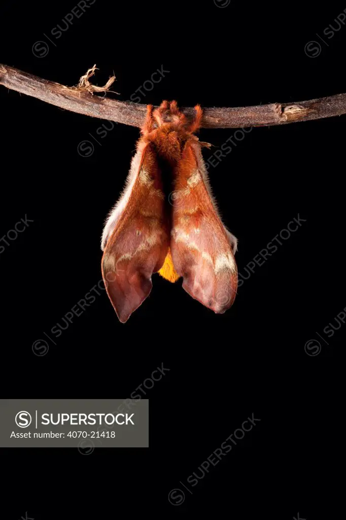 Bullseye Moth (Automeris io) showing wings expanding after emerging from cocoon. Captive, originating from North and Central America. Sequence 8 of 10.