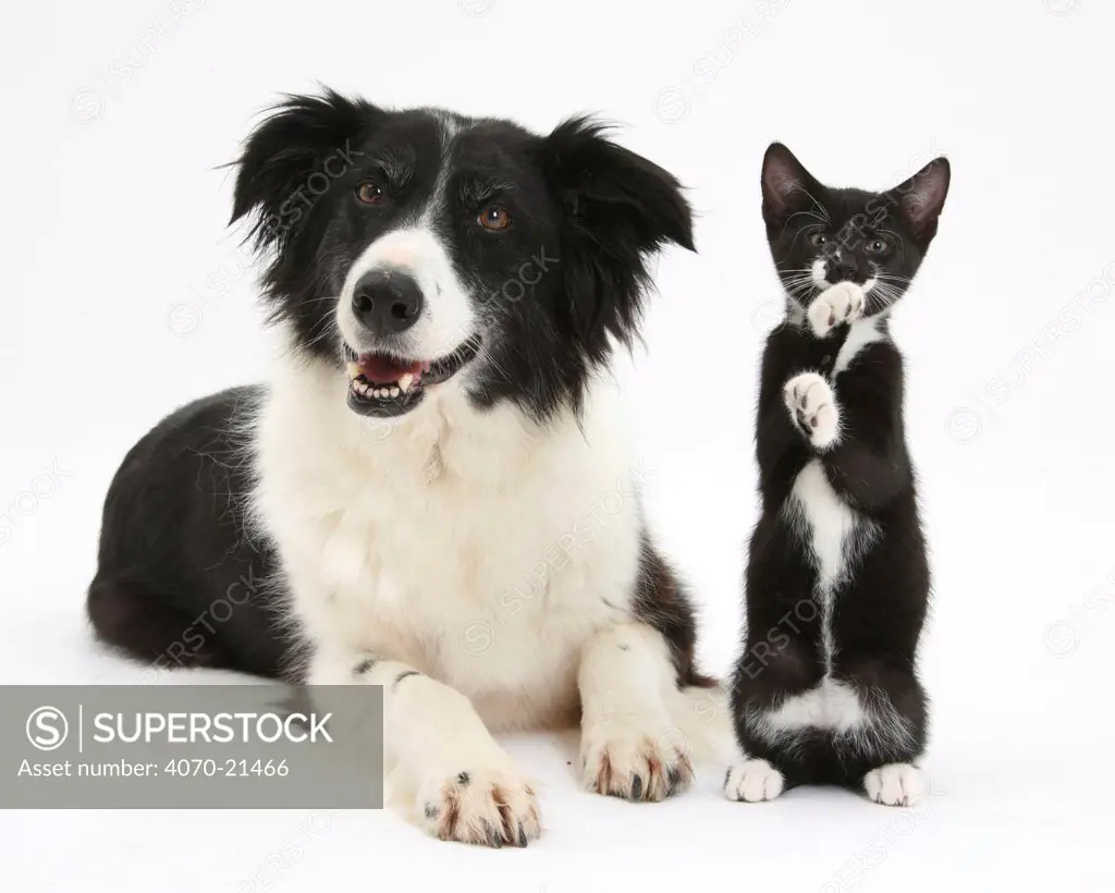 Black-and-white Border Collie bitch, with black-and-white tuxedo kitten, 10 weeks