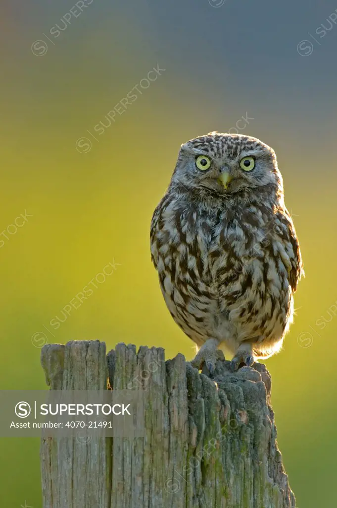 Little owl (Athena noctua) on post, UK