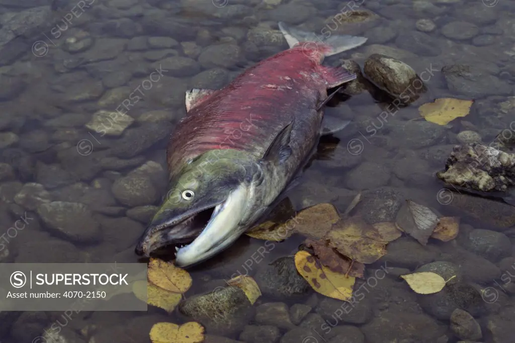 Sockeye salmon Oncorhynchus nerka}, dead after spawning. 