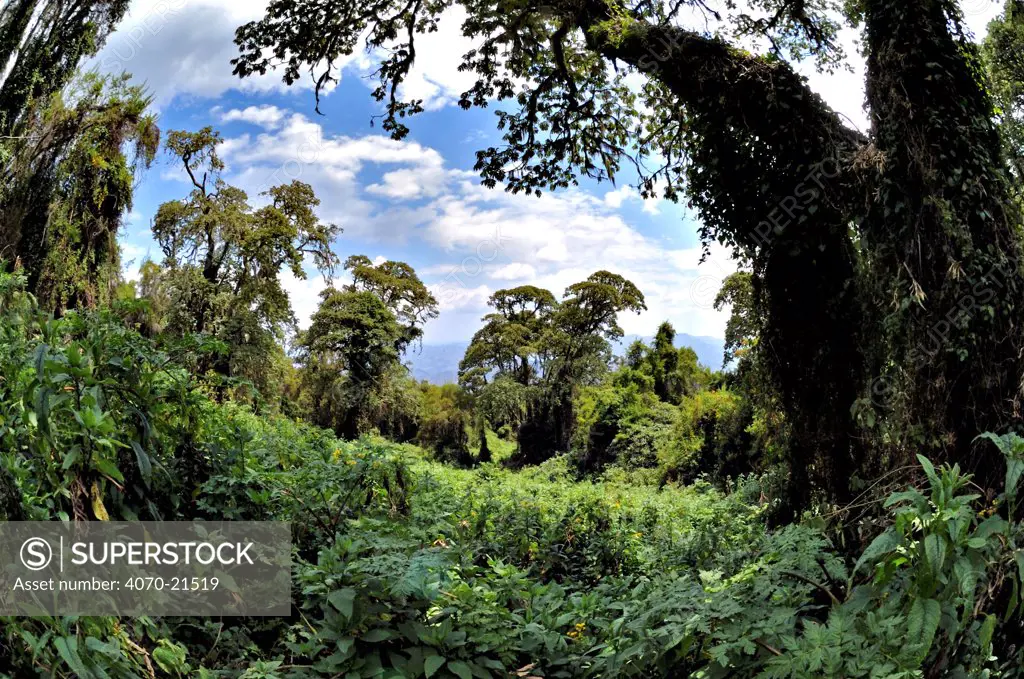 Fisheye view of montane rainforest habitat of Mountain gorilla, Virunga Volcanoes NP, Rwanda, Central Africa