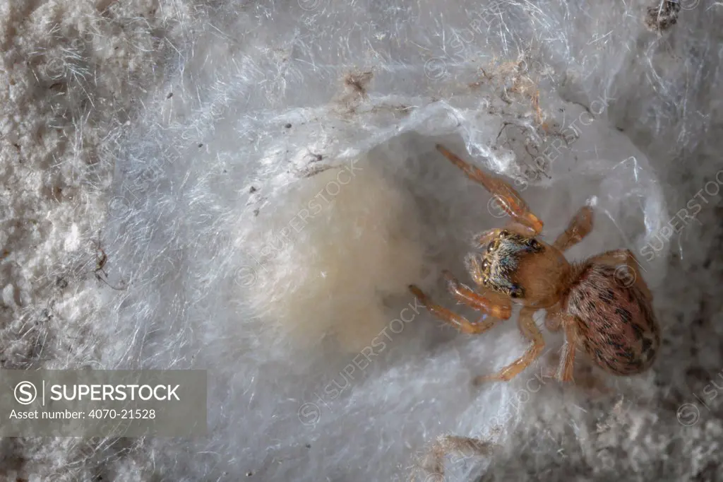 Female Jumping spider (Euophrys frontalis) guarding egg sac underneath a stone in disused limestone quarry, Peak District National Park, Derbyshire, UK. June.