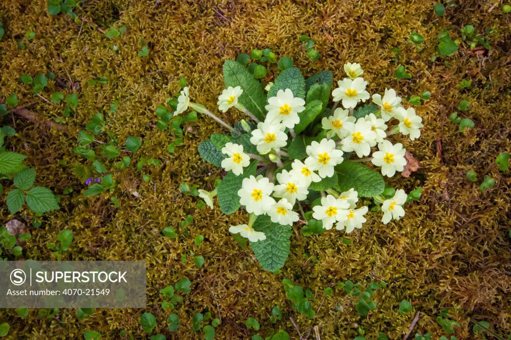 Primroses (Primula vulgaris) flowering in woodland clearing, Yorkshire Dales National Park, UK. April.