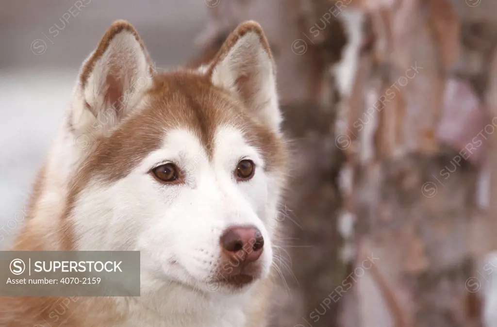 Siberian husky portrait Canis familiaris} USA