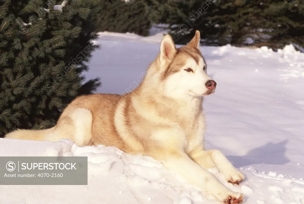 Siberian husky resting in snow Canis familiaris} USA