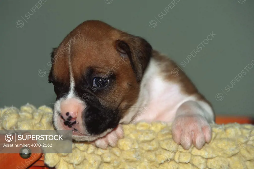 Boxer puppy Canis familiaris} USA
