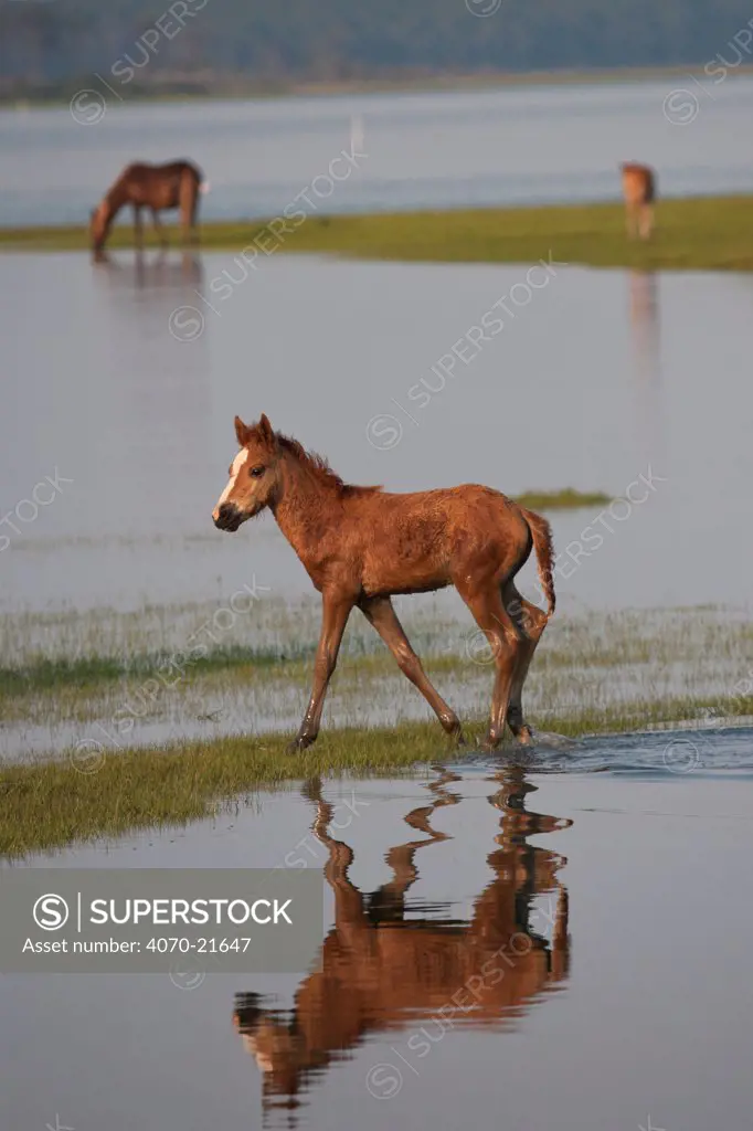 Wild Chincoteagues (Equus caballus) two colts and a mare reflected in water, Chincoteague National Wildlife Refuge, Chincoteague Island, Virginia, USA, June