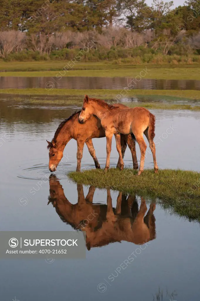 Wild Chincoteague (Equus caballus) two colts reflecting in water, Chincoteague National Wildlife Refuge, Chincoteague Island, Virginia, USA, July