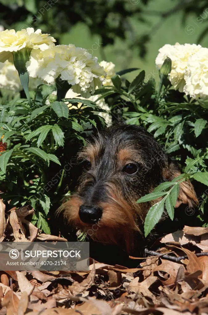 Long haired dachshund among carnations Canis familiaris} USA