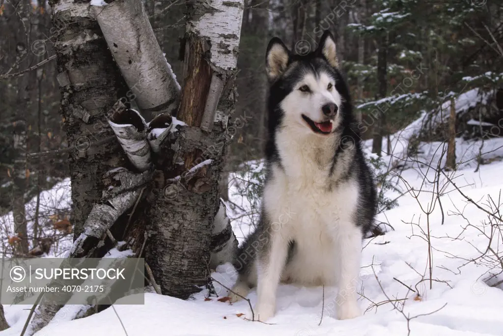 Alaskan Malamute dog in snow Canis familiaris} USA