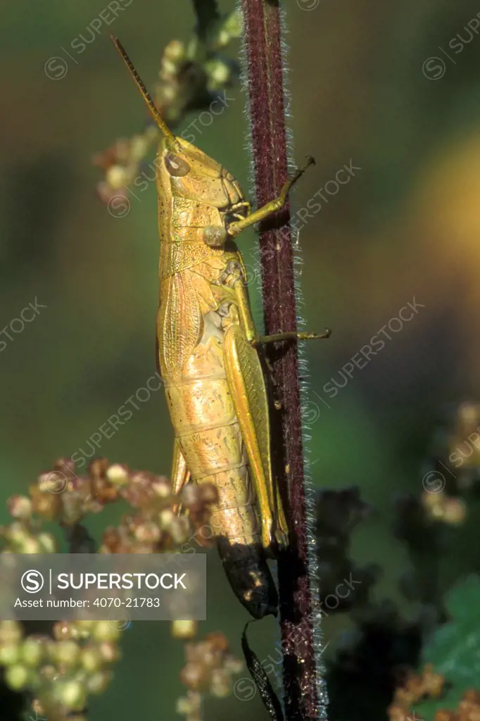 Large gold grasshopper Chrysochraon dispar} Luxembourg