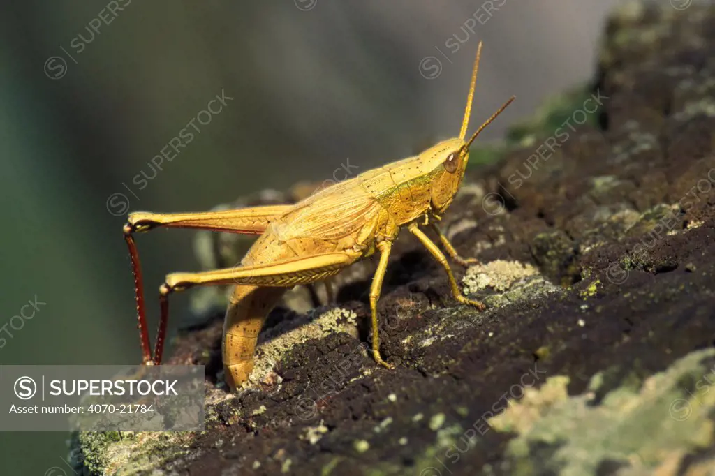Large gold grasshopper Chrysochraon dispar} laying eggs Luxembourg oviposting