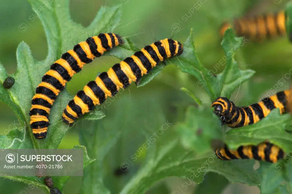 D Cinnabar Moth caterpillars Tyria jacobaeae} feeding on Hoary Ragwort leaves Belgium