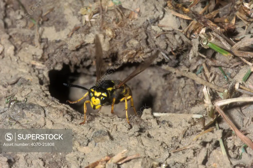 Common wasp leaving underground nest Vespula vulgaris} Belgium
