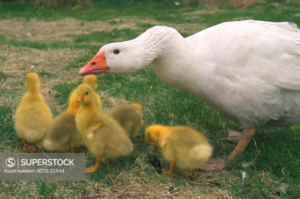 Domestic Greylag goose protects goslings hissing Anser anser} Belgium