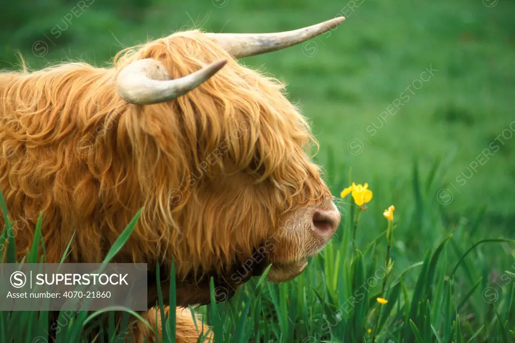 Highland cattle bull Bos taurus} Scotland UK