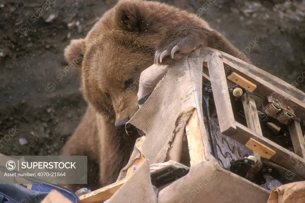 Kodiak brown bear searches for food at rubbish dump Ursus arctos middendorfi} Kodiak Is