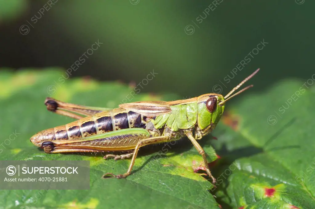 Meadow grasshopper Chorthippus parallelus} Belgium