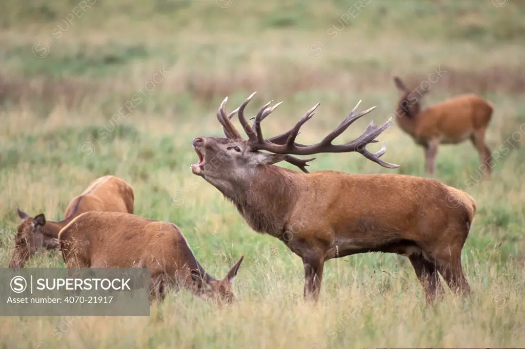Red deer male bellowing at rut Cervus elaphus} Denmark