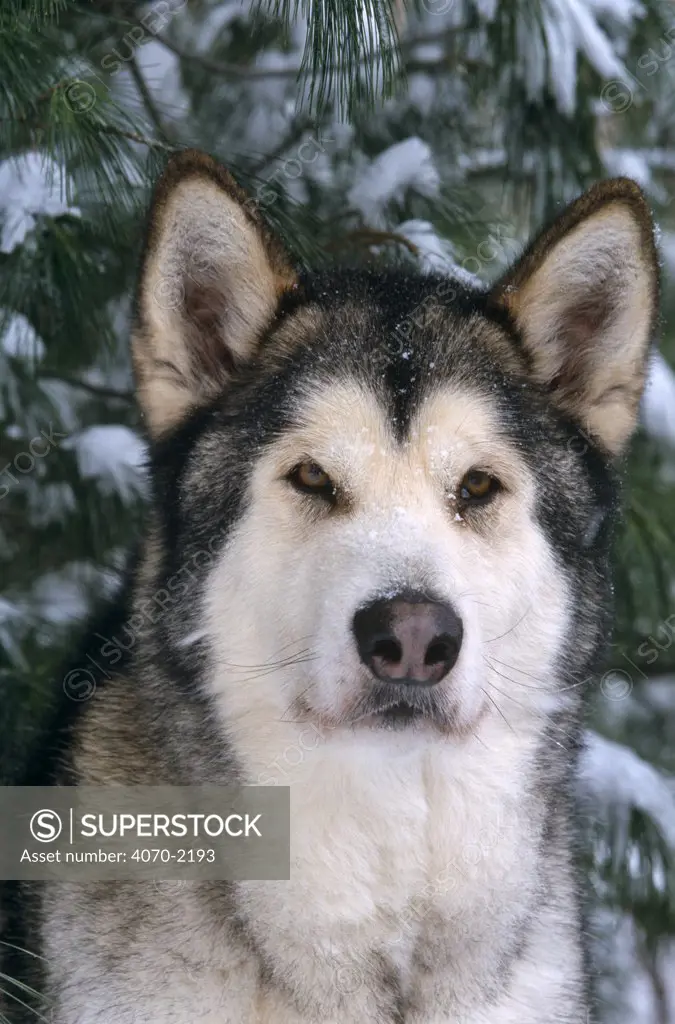 Alaskan malamute dog portrait (Canis familiaris) USA