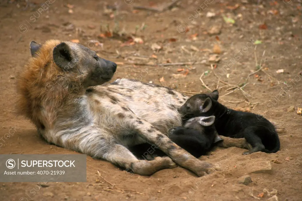 Spotted hyaena suckling cubs Crocuta crocuta} Kruger NP S Africa