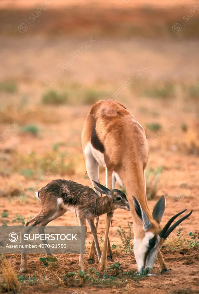 Springbok with newborn calf Antidorcas marsupialis} Kalahari Gemsbok South Africa