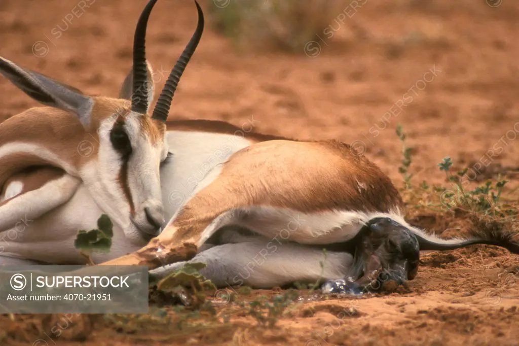Springbok giving birth Antidorcas marsupialis} Kalahari Gemsbok South Africa