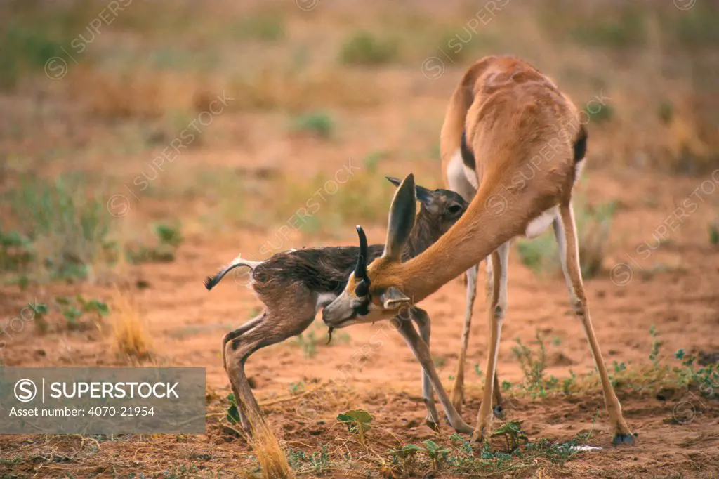 Springbok licking newborn calf Antidorcas marsupialis} Kalahari Gemsbok South Africa