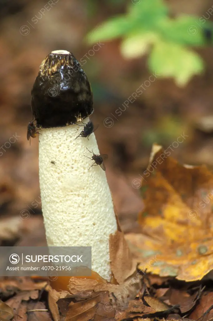 Stinkhorn fungus Phallus impudicus} and flies that disperse spores Belgium