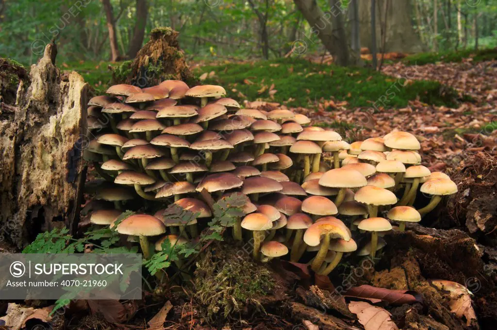 Sulphur tuft fungus on decaying wood Hypholoma fasciculare} Belgium