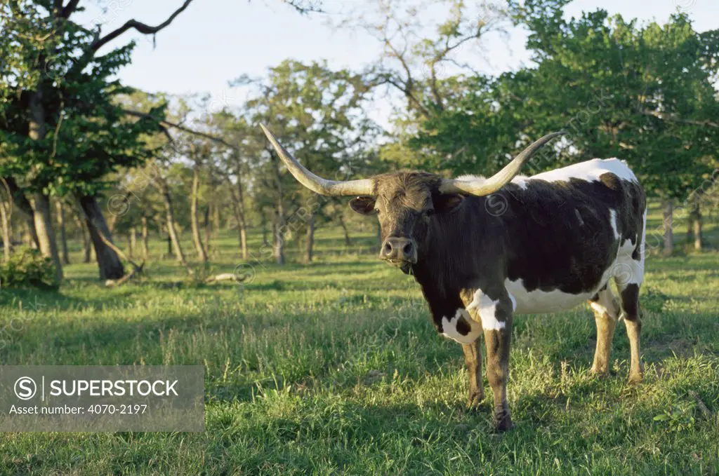 Texas longhorn cow Bos taurus} USA