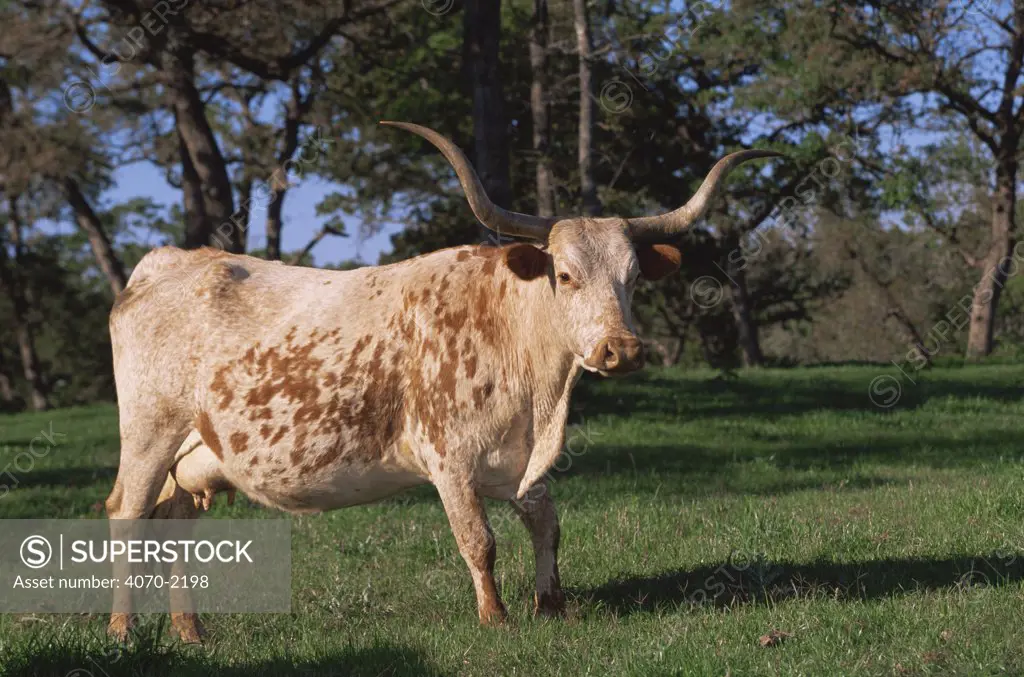 Texas longhorn cow Bos taurus} USA
