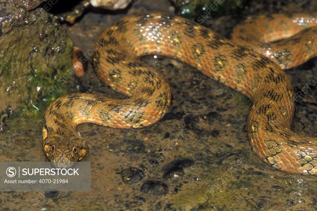Viperine snake hunting in riverbed Natrix maura} Spain