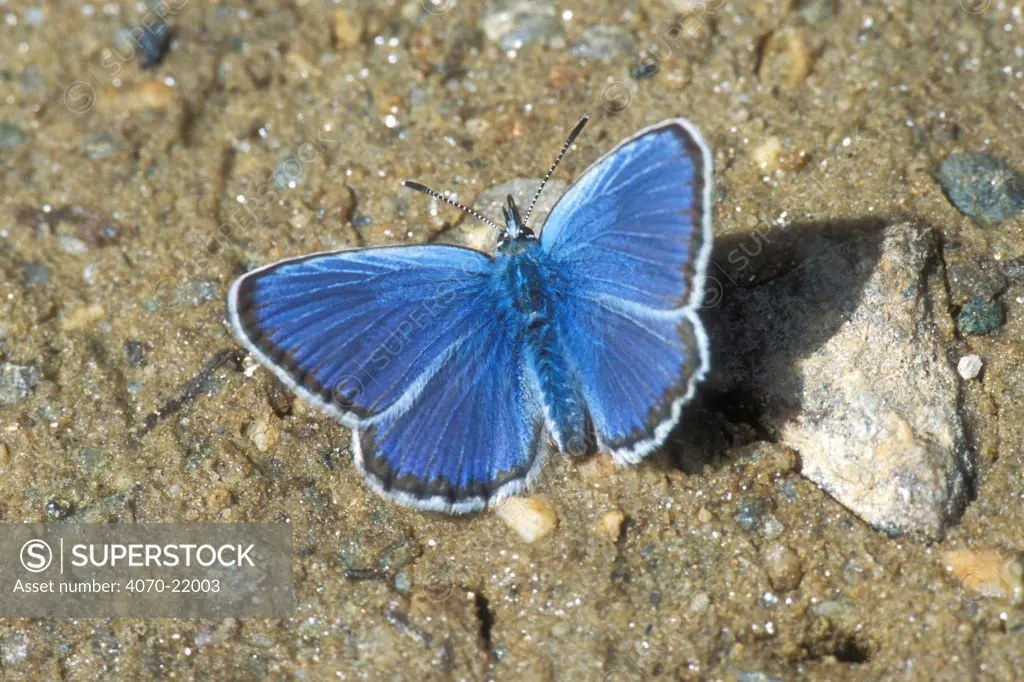 Chapman's blue butterfly licking minerals Polyommatus thersites} Gran Paradiso NP