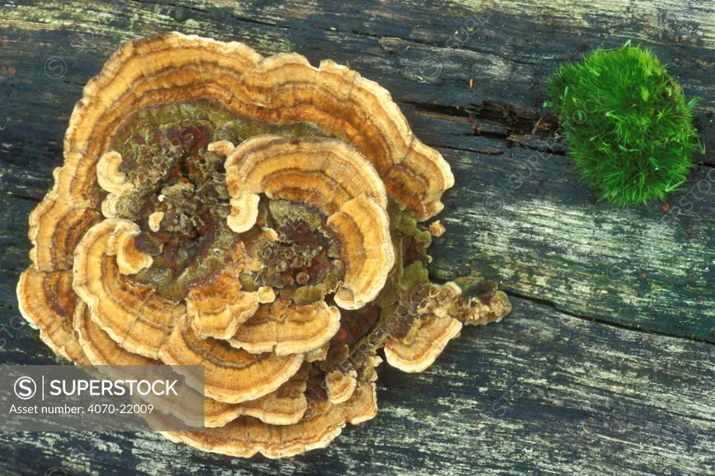Many zoned polypore / Turkeytail bracket fungus Coriolus versicolor} Belgium