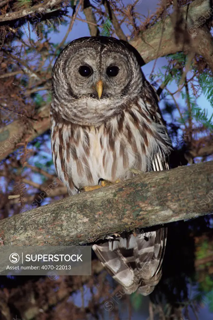Barred owl in tree Strix varia} Corkscrew Swamp Sanctuary Florida USA.