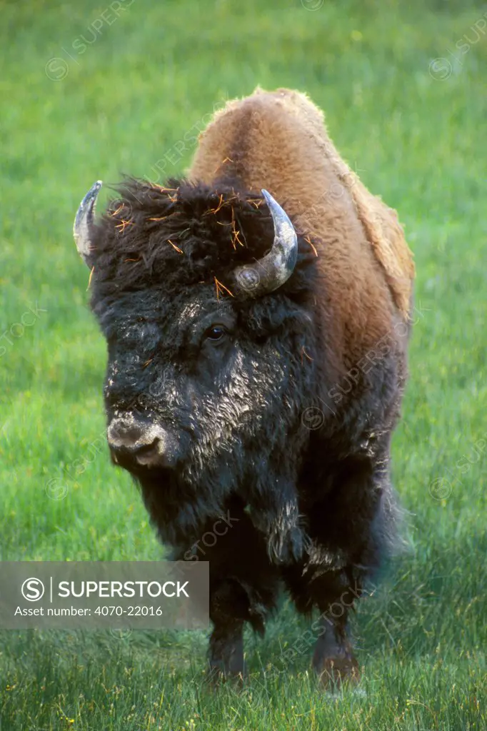 Portrait of male Bison Bison bison} Yellowstone, Wyoming, USA