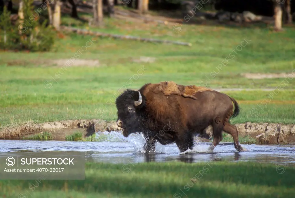 Bison Bison bison} walking through water, Yellowstone, Wyoming, USA