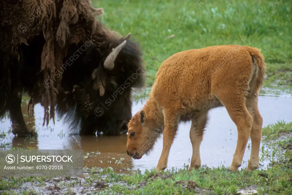 Bison Bison bison} and calf drinking, Yellowstone, Wyoming, USA
