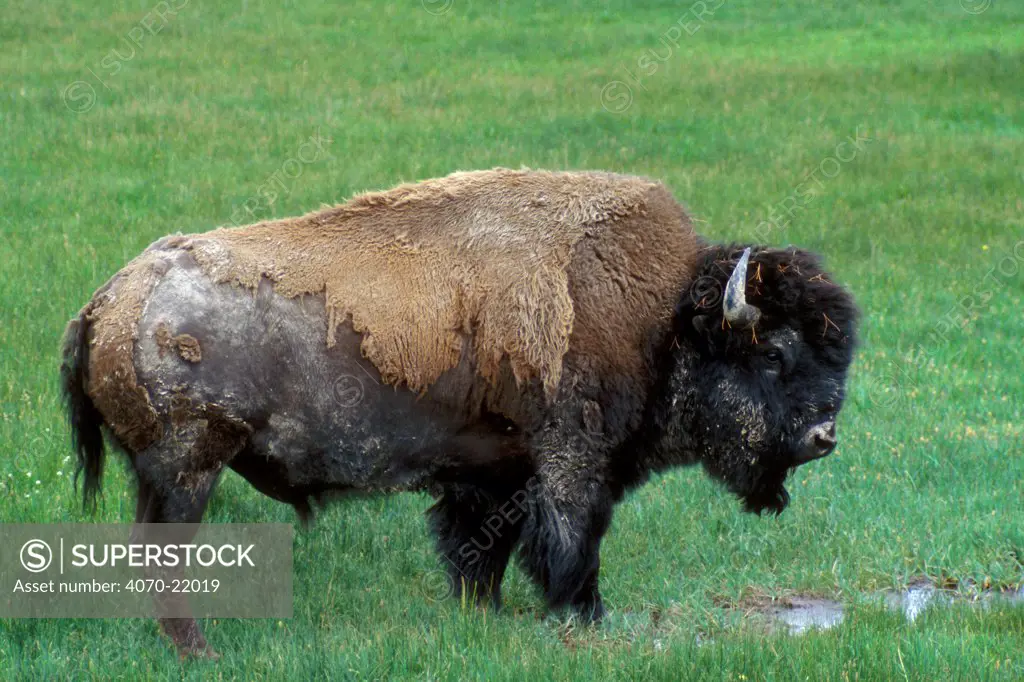 Bison Bison bison} moulting, Yellowstone, Wyoming, USA