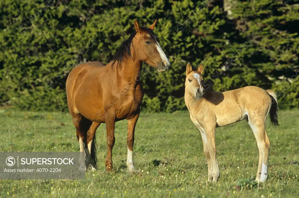 Wild horse (Equus caballus) mustang and foal, Pryor Mountains, Montana, USA