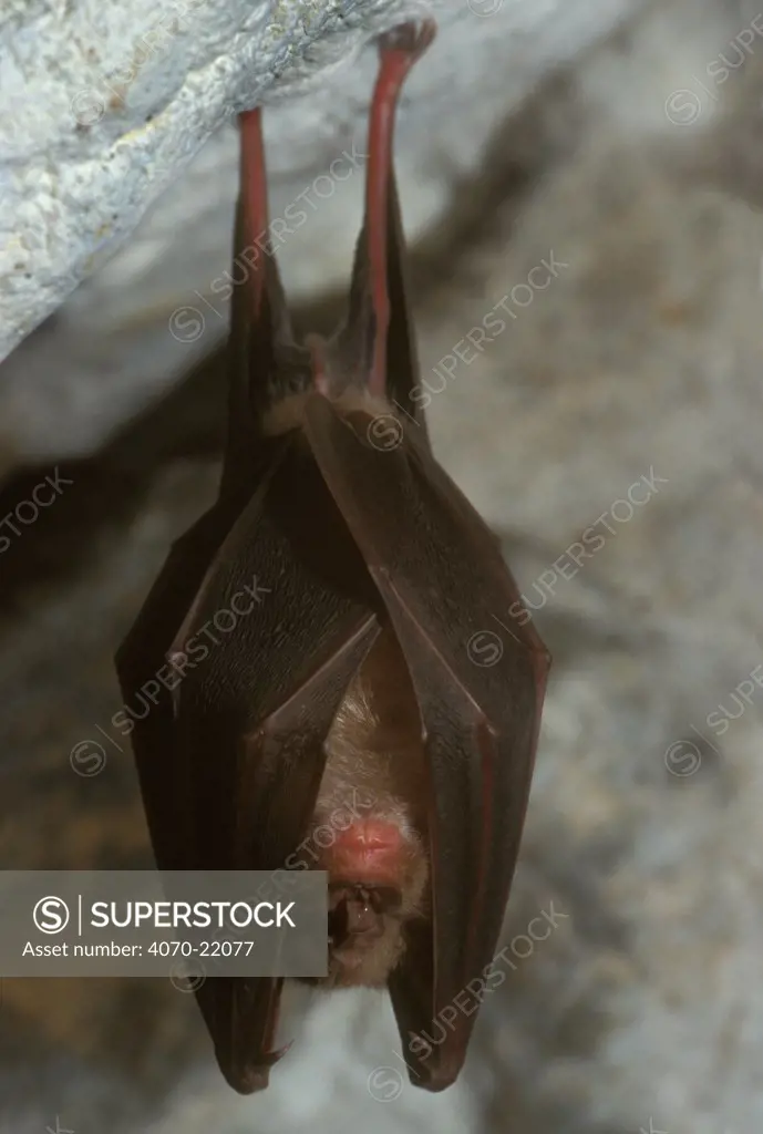 Greater horseshoe bat roosting Rhinolophus ferrumequinum} Belgium