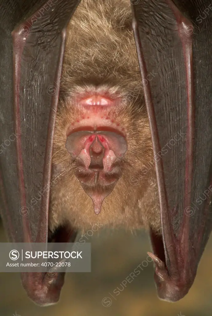 Face of Greater horseshoe bat Rhinolophus ferrumequinum} Belgium