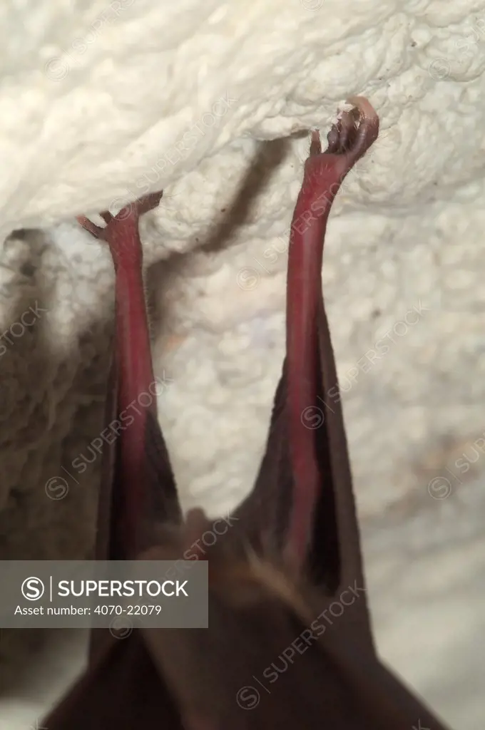 Feet of Greater horseshoe bat roosting in cave Rhinolophus ferrumequinum}