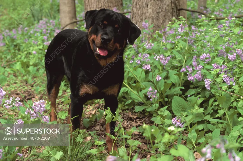 Rottweiler dog in woodland Canis familiaris} USA