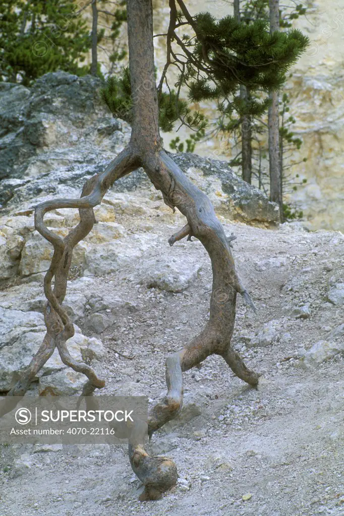 Tree roots exposed by erosion, Yellowstone, Wyoming, USA