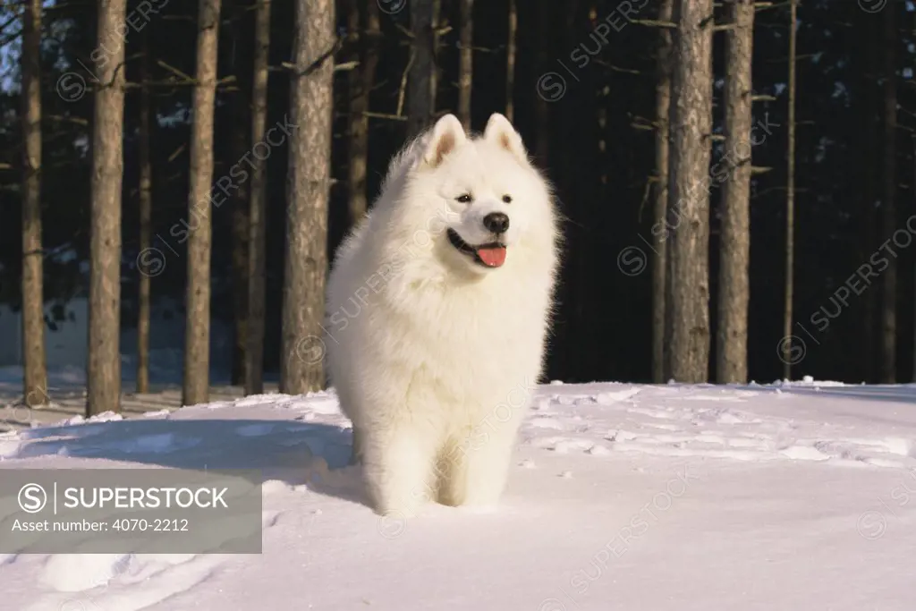 Samoyed dog in snow Canis familiaris} US