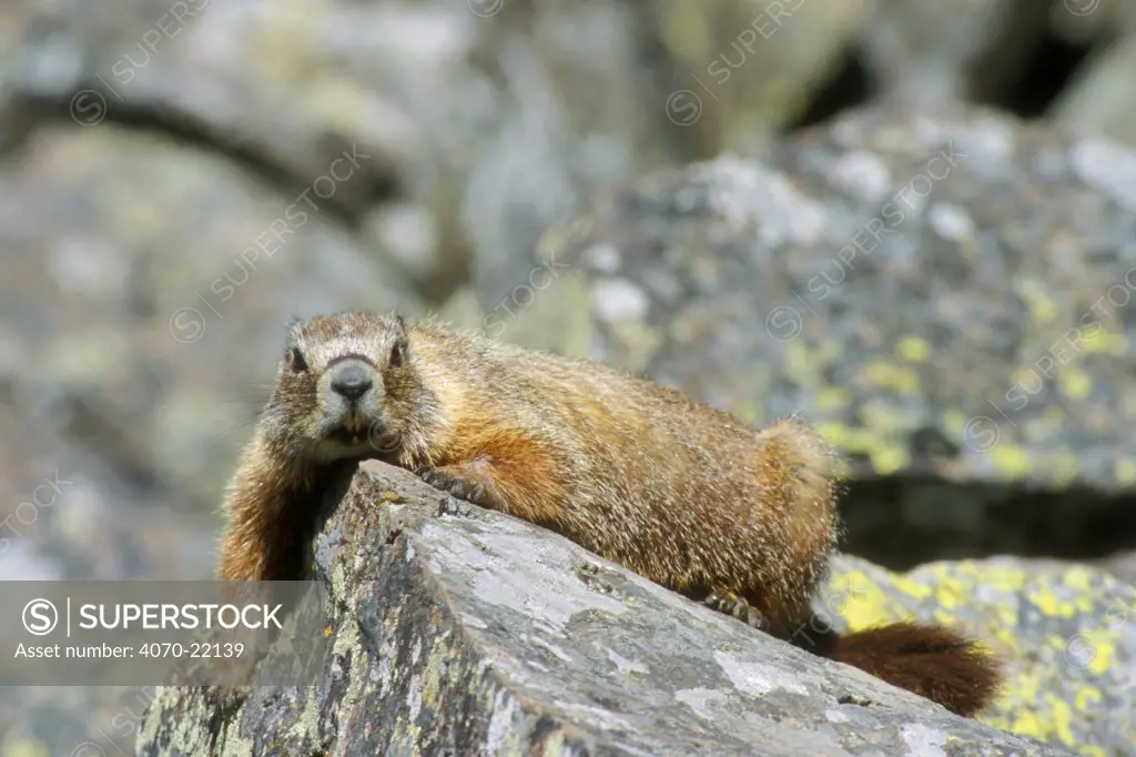 Yellow bellied marmot basking on rock Marmota flaviventris} Yellowston, USA