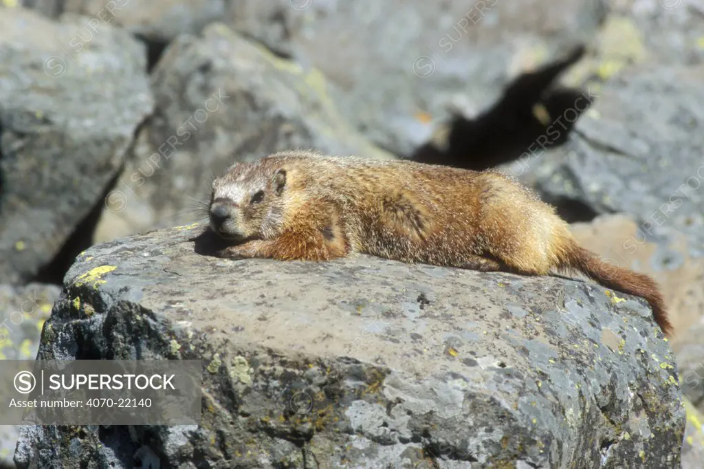 Yellow bellied marmot basking on rock Marmota flaviventris} Yellowstone, USA